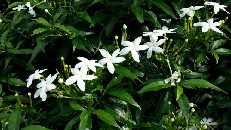 Jasmin étoilé (Trachelospermum)