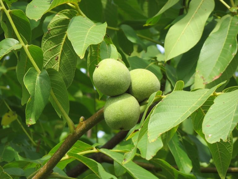 Noyer (Juglans)