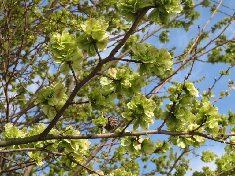 Orme (Ulmus)