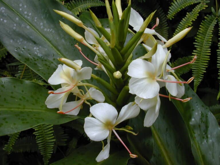 Gingembre sauvage (Hedychium)