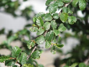 Nothofagus (Nothofagus)