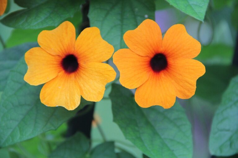 Thunbergia (Thunbergia)