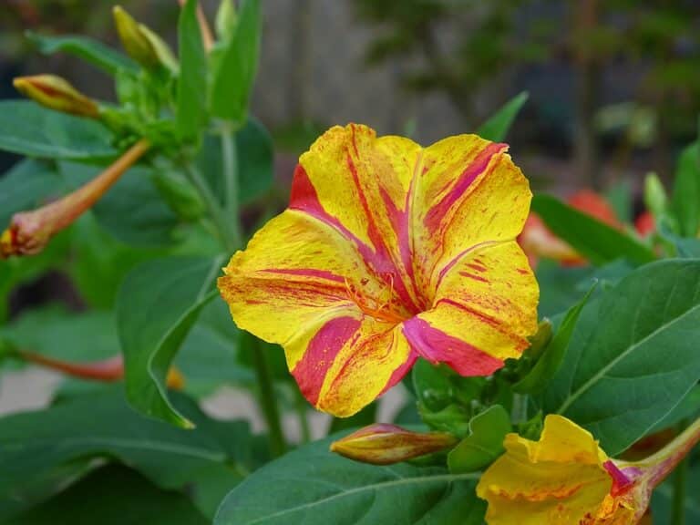 Belle de nuit (Mirabilis)