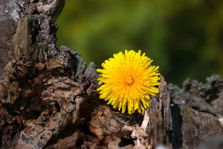 Pissenlit (Taraxacum)