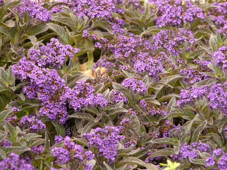 Héliotrope (Heliotropium)