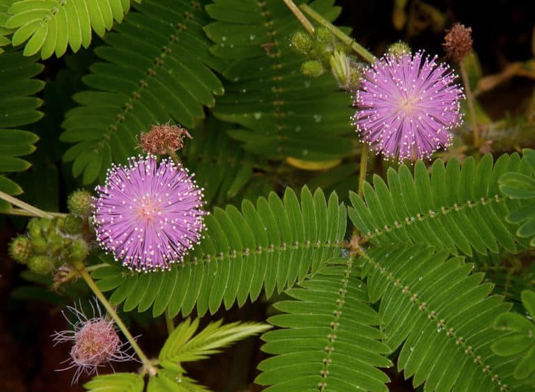 Sensitive (Mimosa)
