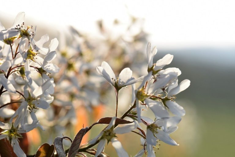 Amélanchier (Amelanchier)