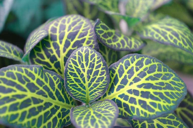 Fittonia (Fittonia)