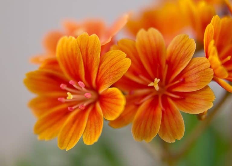 Lewisia (Lewisia)
