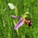 Ophrys
