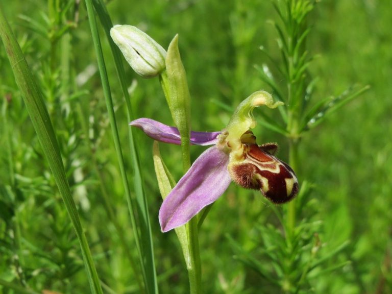Ophrys (Ophrys)