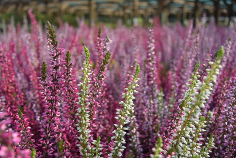 Callune (Calluna)