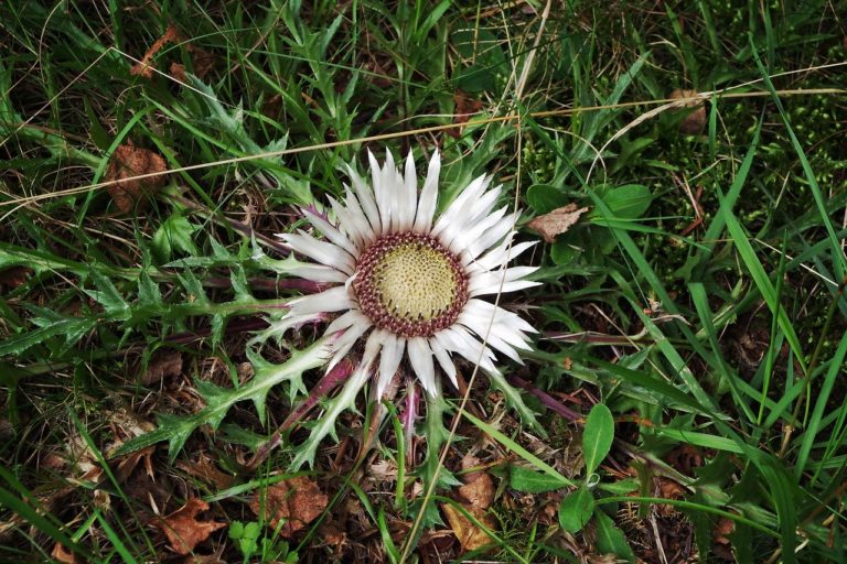 Carline (Carlina)