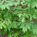 Cohosh bleu (Caulophyllum)