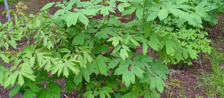 Cohosh bleu (Caulophyllum)