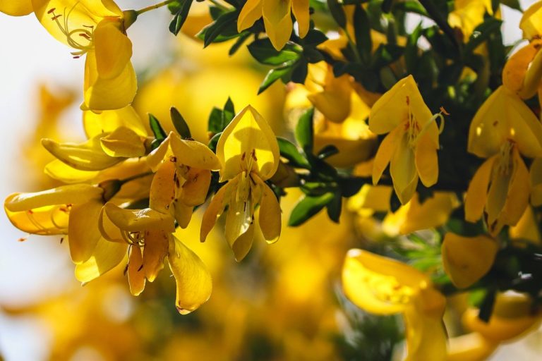 Genêt (Genista)