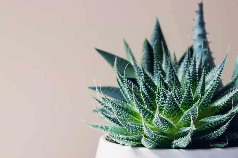 Haworthia (Haworthia)