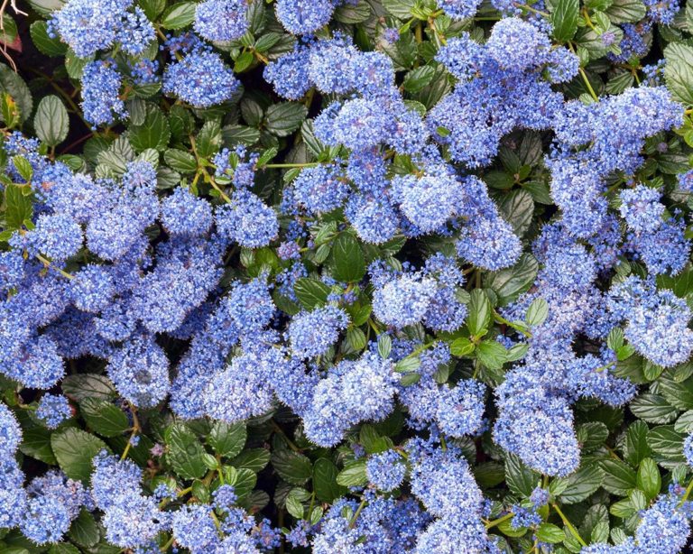 Lilas de Californie (Ceanothus)