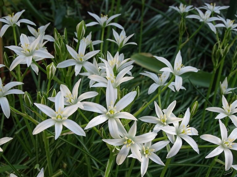 Ornithogale (Ornithogalum)