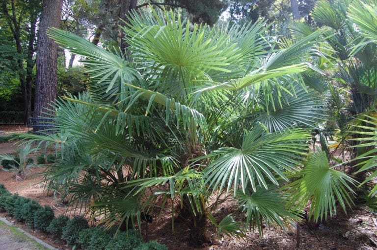 Trachycarpus (Trachycarpus)