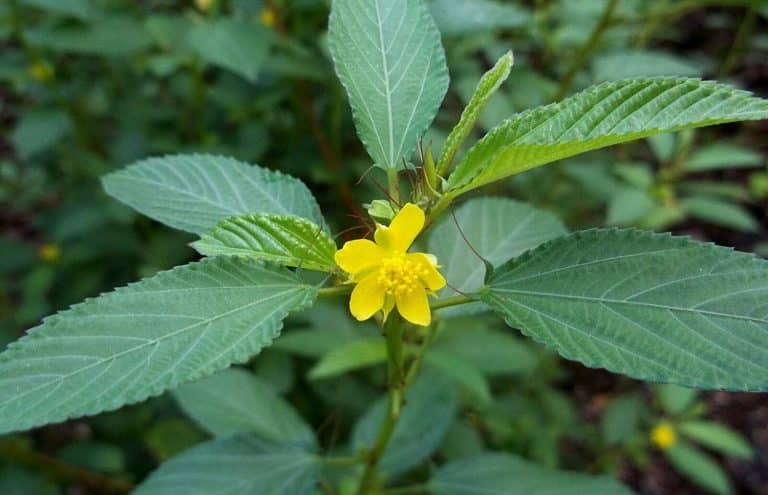 Corchorus (Corchorus)