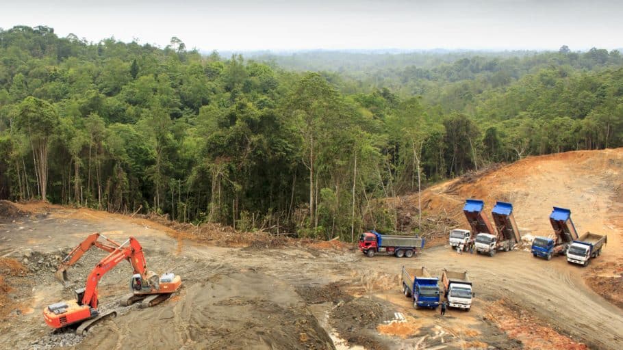 Déforestation définition, causes et conséquences Conservation Nature