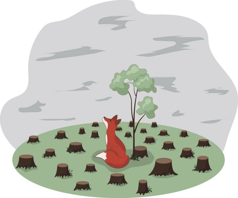 Déforestation définition, causes et conséquences Conservation Nature