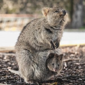Quokka (Setonix brachyurus)