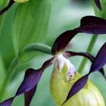 Sabot (Cypripedium)