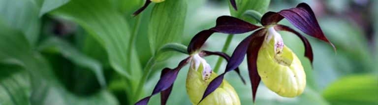 Sabot (Cypripedium)