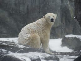 L'ours polaire