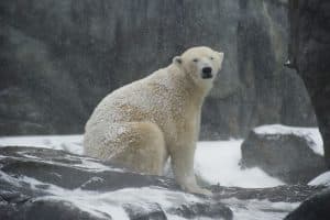 L'ours polaire (Ursus maritimus)
