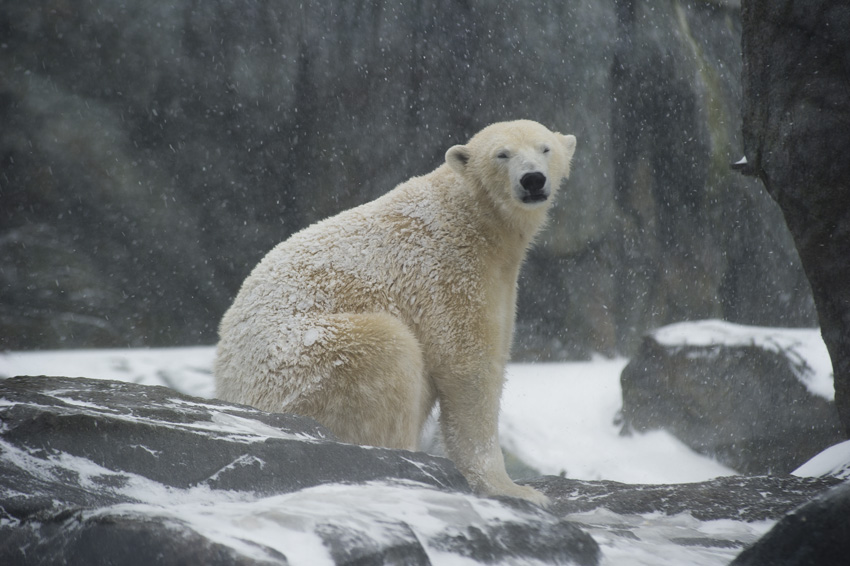 L’ours polaire, symbole du réchauffement climatique