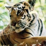 Tigre