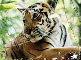 Tigre