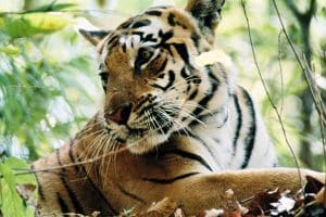 Tigre (Panthera tigris)
