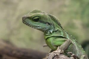 Dragon d’eau (Physignathus cocincinus)