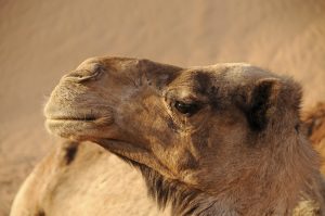 Dromadaire (Camelus dromedarius)