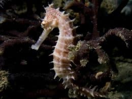 Hippocampe
