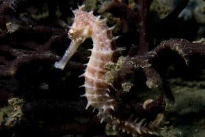 Hippocampe (Hippocampus histrix)