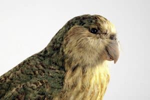 Kakapo (Strigops habroptilus)