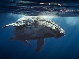 Baleine bleue