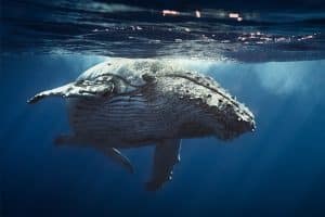 Baleine bleue (Balaenoptera musculus)