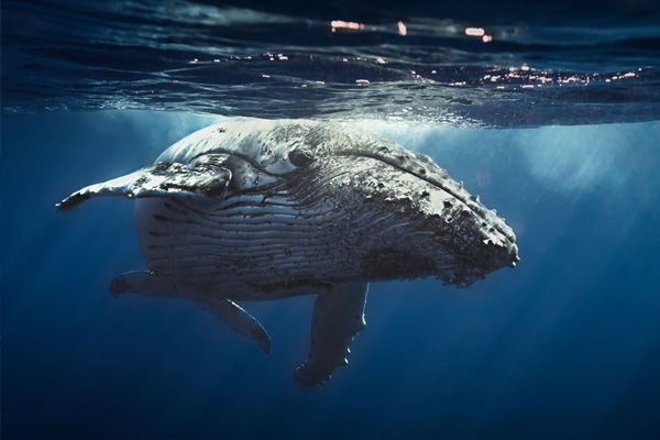 La baleine bleue, un géant des mers en voie d’extinction