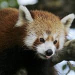 Panda roux