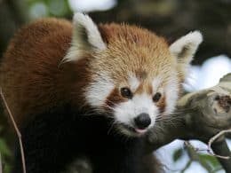 Panda roux