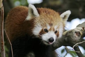 Panda roux (Ailurus fulgens)