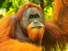 Orang-outan