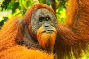 Orang-outan (Pongo pygmaeus)