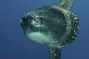 Poisson-lune (Mola mola)